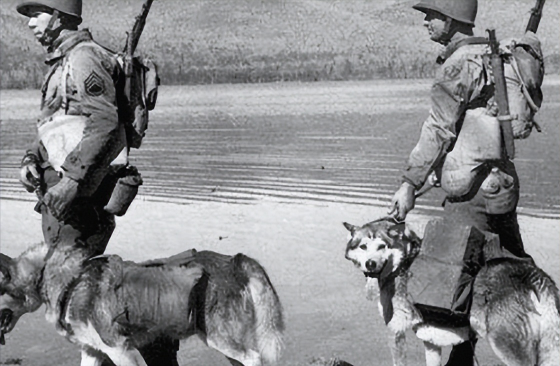 1939年日軍狼狗部隊無人可擋,董翰良靈光一閃:怎麼把它給忘了?_訓練_