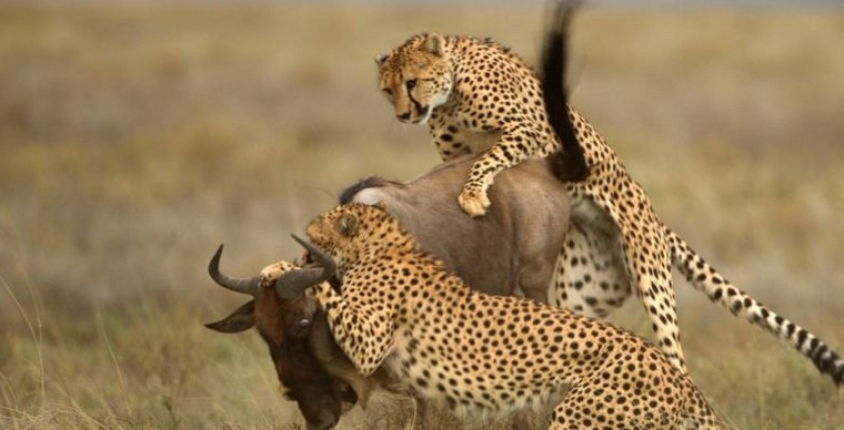 猎豹一种速度与残忍并存的动物,在这个弱肉强食的世界,适者生存_猎物