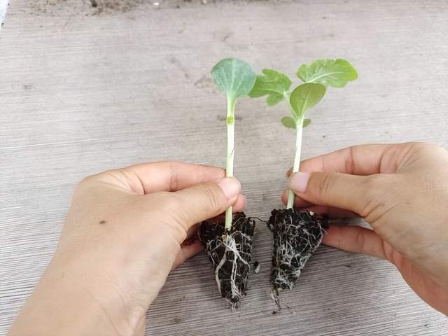 如何利用靠接育苗技术改良西瓜?详细解析!_砧木_接穗_管理
