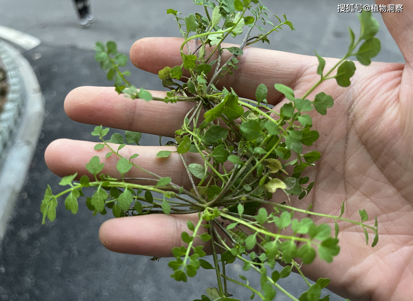 碎米荠,又称雀儿菜,白带草,有3大作用,价值极高,农民朋友要了解!