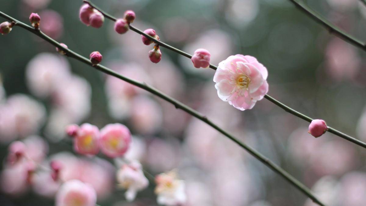 梅花_園林_唐代