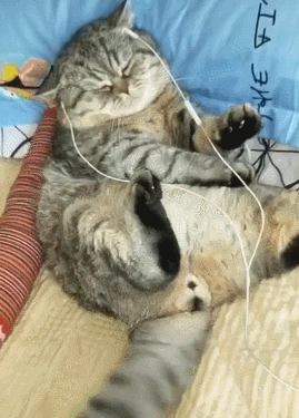 会享受的猫,听着小曲睡着觉,尾巴还跟着音乐节奏舞动