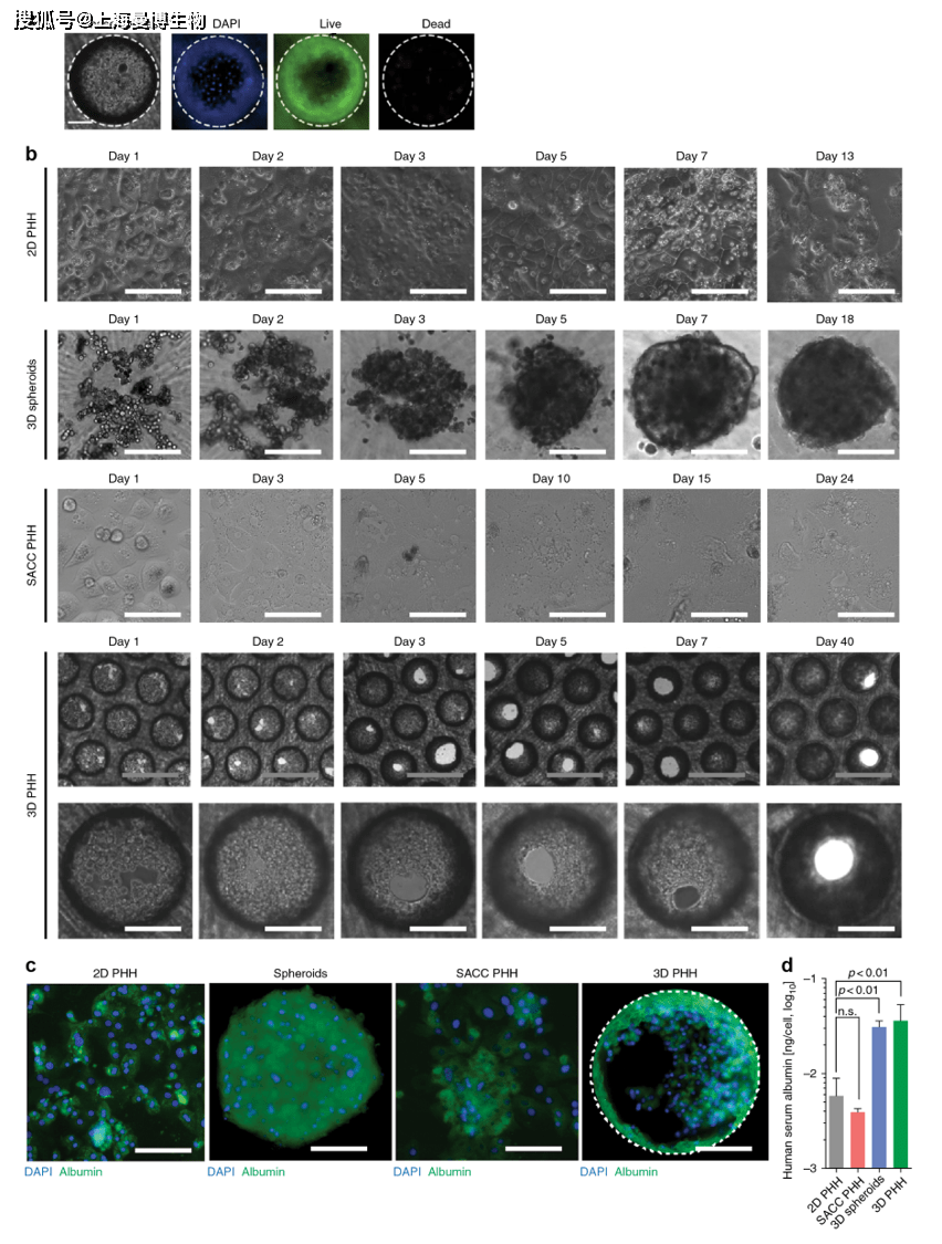 cn-bio器官芯片應用之乙肝病毒(hbv)_微流控_類器官