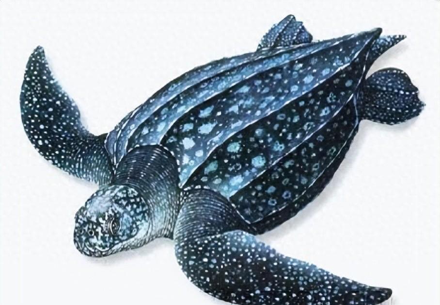 棱皮龟甲壳上有许多多边形的鳞片,它们分布在哪里,以?