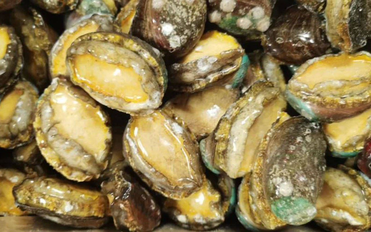 鲍鱼卖出了白菜价!一只不足2元,发生了啥?"鲍鱼自由"了?