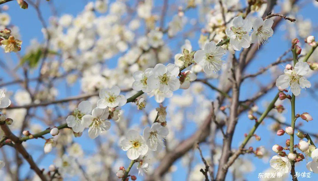 逛花市,看花展,賞花燈……東莞新春惠民