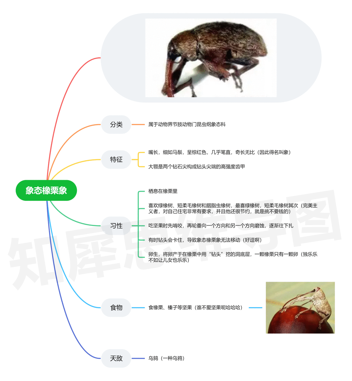 昆虫记思维导图蝎子图片