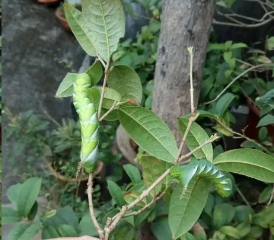 吃叶子的虫子怎么消灭