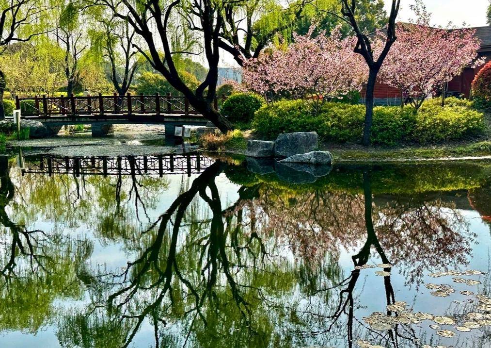 上海闵行陈行公园令人醉_竹林_大自然_宁静