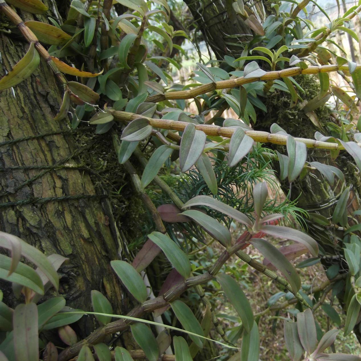 野生新鲜石斛多少钱一斤,价格背后的真相!_铁皮_霍山_yao