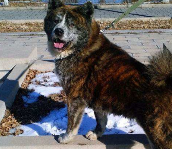 农村最受欢迎的五种本土犬,四眼铁包金有特色,这种狗有钱都难买_狗狗