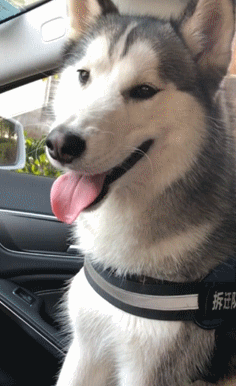 二哈热得一车都是口水 女主人笑笑不说话_狗狗_时候_空调