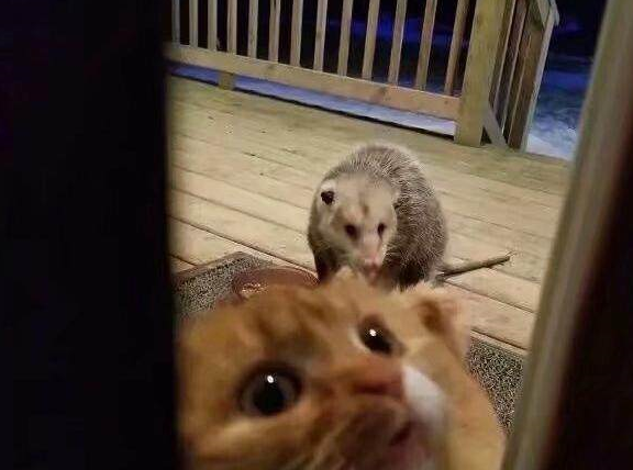 被负鼠给霸占了,它害怕又想吃,只能可怜的向主人求助_眼神_时候_表情