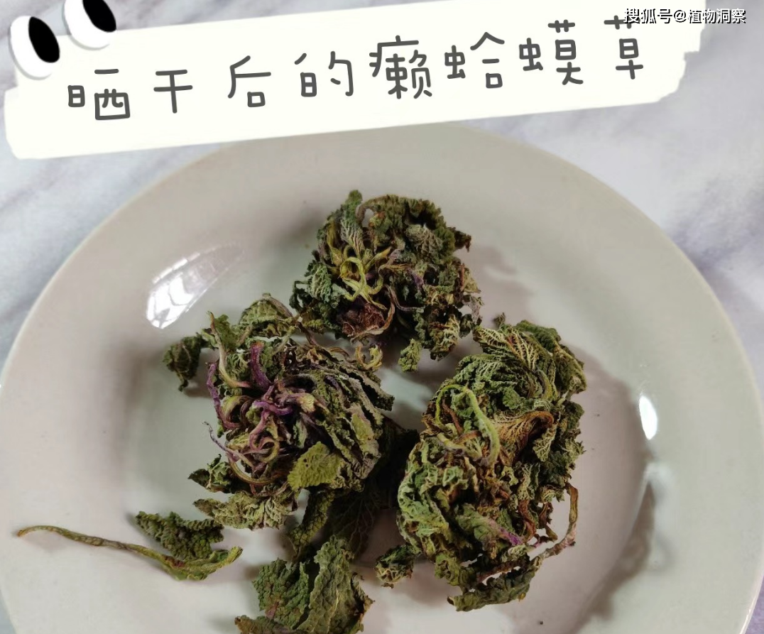 荔枝草,又名雪見草,青蛙草,有3大作用,價值極高,農民!