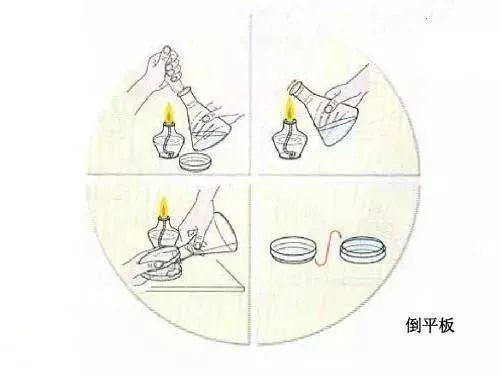 倒平板,划平板,涂布实验操作_培养基_接种_试管
