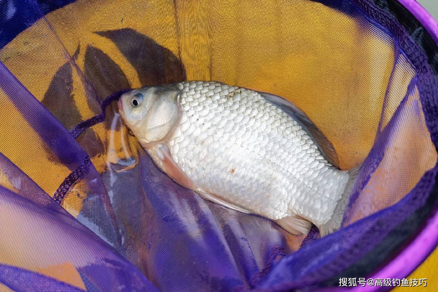 釣鯽魚窩子留魚時間長短的4個因素_窩子裡_水體_活動