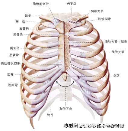 胸廓1图片