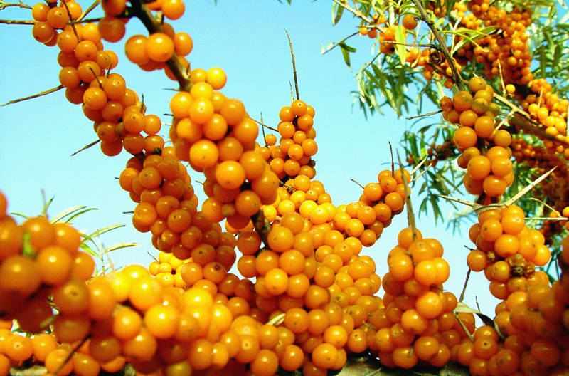 养胃护胃5种水果,快乐养胃就从水果开始!_沙棘_胃部_原浆