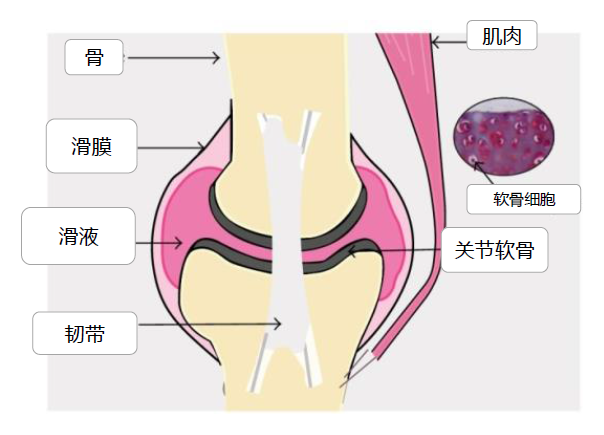 关节养护意义重大，氨糖补充选专业品牌movefree益节