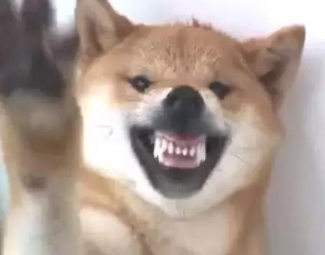 柴犬对着主人龇牙咧嘴,主人上去就是一巴掌:活腻歪了是吧?