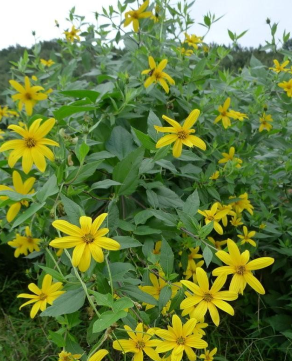 红果菊芋怎么种植图片