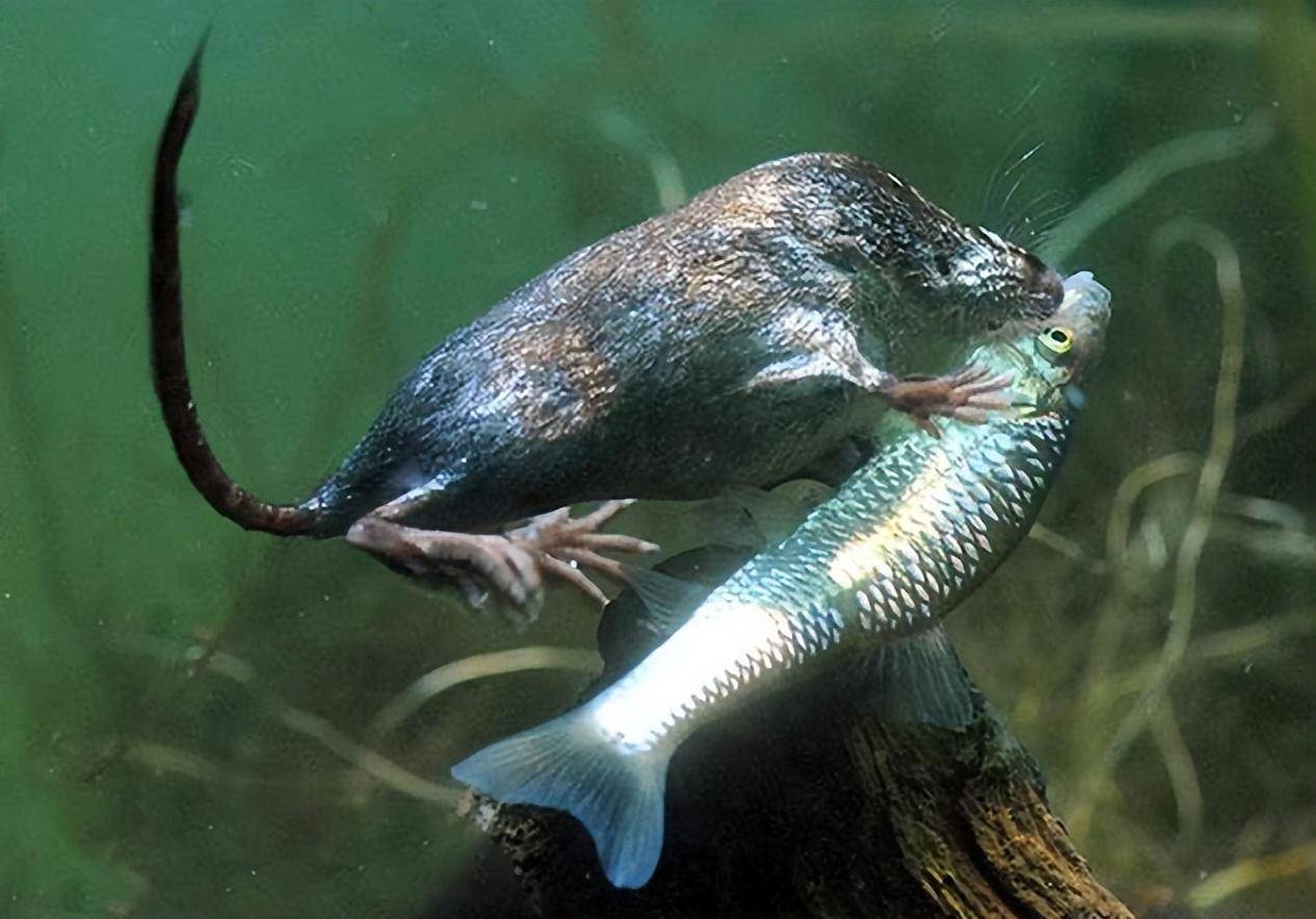 能在冰面下抓鱼,只有拇指大还有毒?_体型_老鼠_吉林