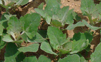 农村山里常见的野菜,却是治"口臭"的良药,多年"口臭"去光光_食用_小