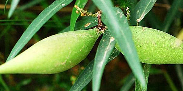 山里的这种植物,药食两用,能生津止渴,补虚通乳,还
