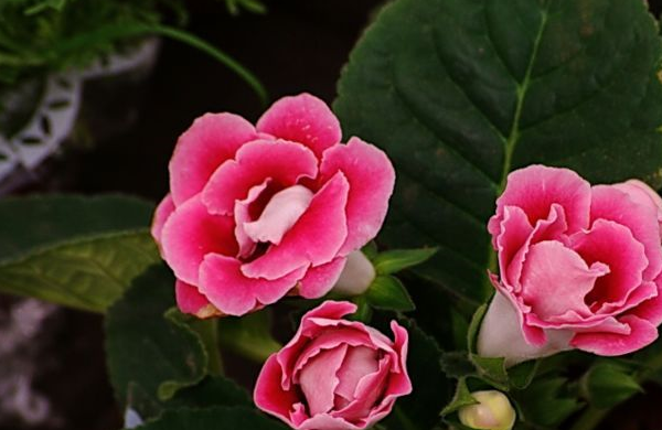 这个生肖的女人天生就是懒婆娘,但是命还不错_家务_生活_对方