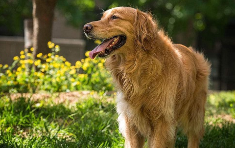 养金毛的好处和坏处,初养金毛需要准备什么!_主人_时间_性格