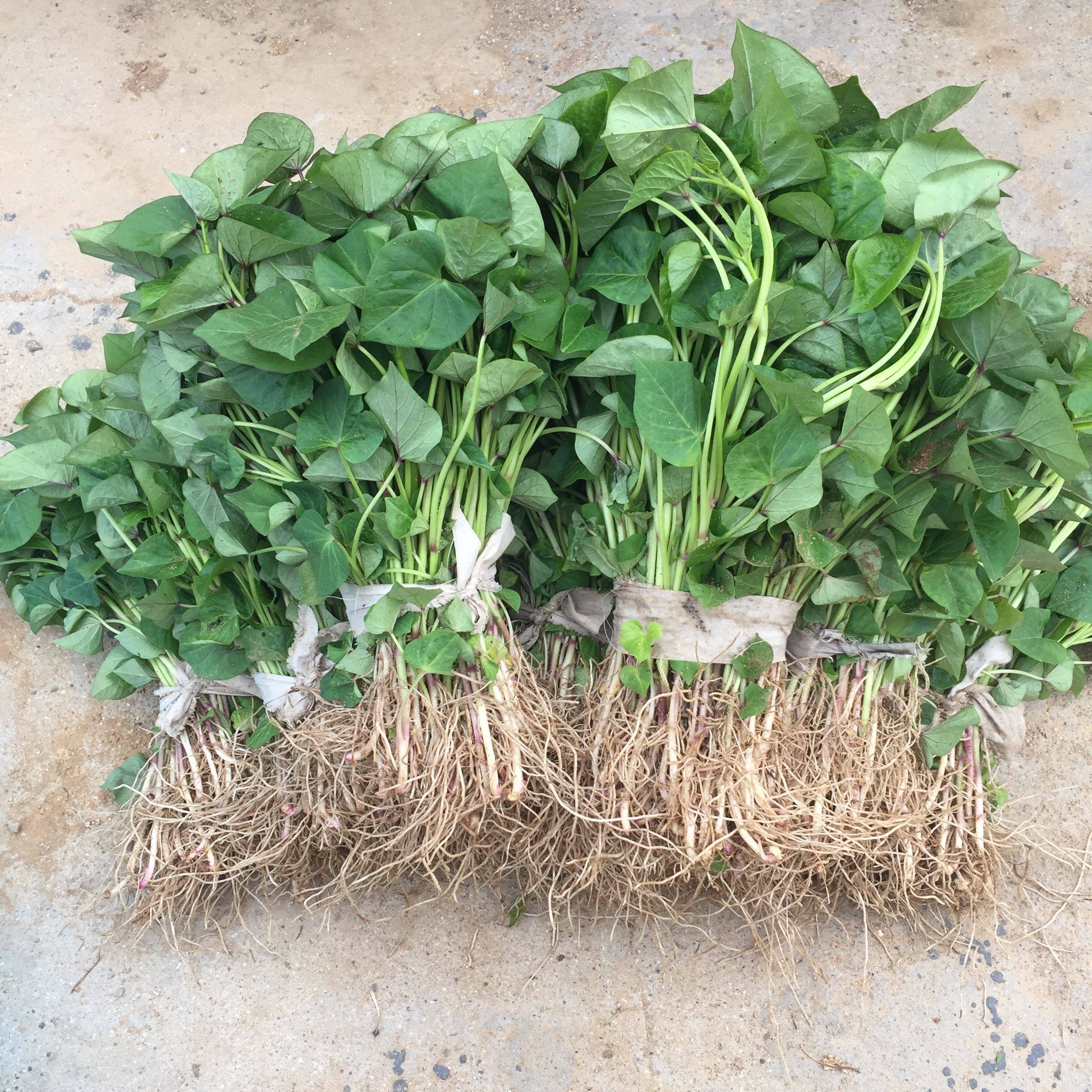 我的经历(14)——老法种收地瓜(秧地瓜)_秧子_瓜秧_地埂