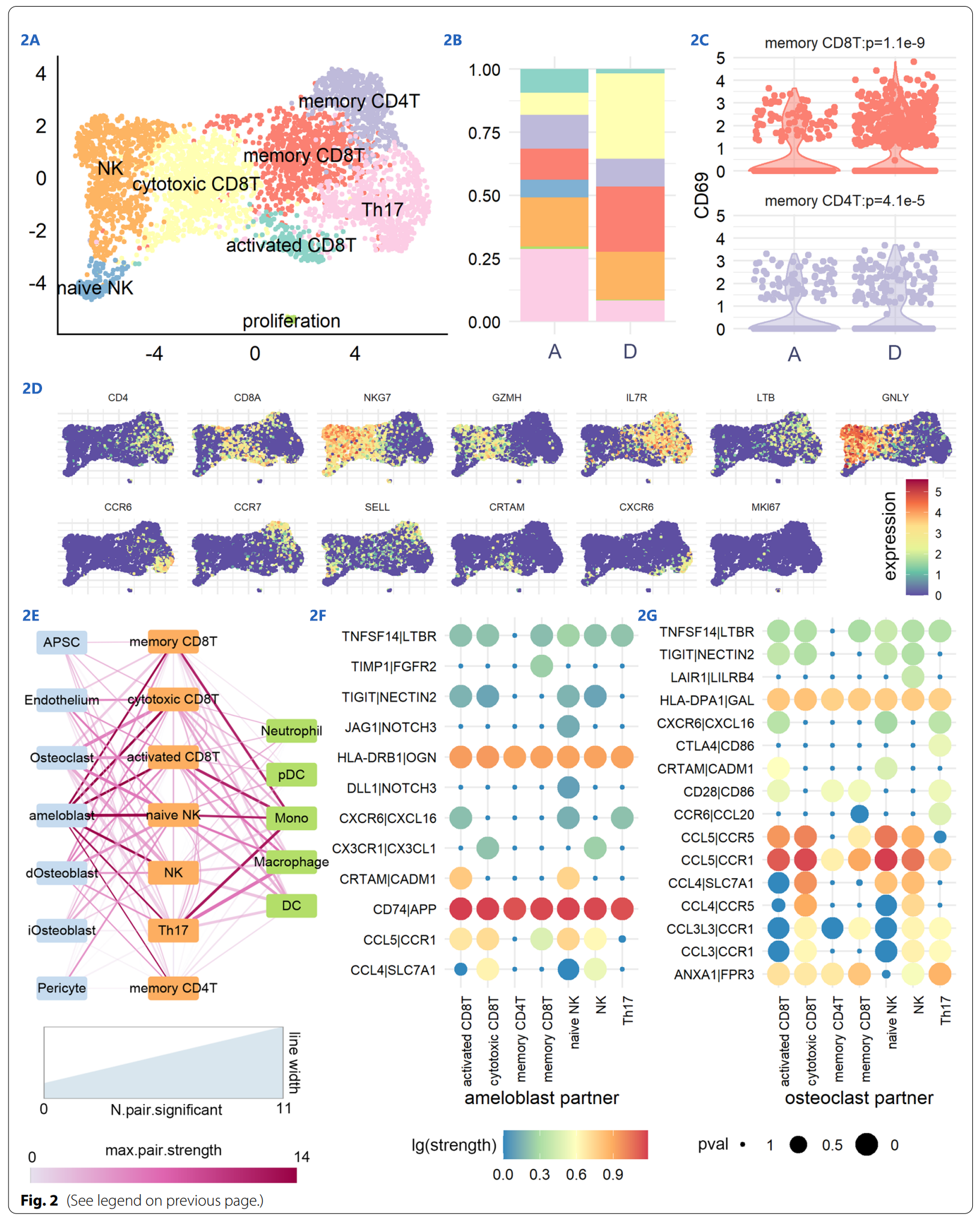 bd rhapsody单细胞测序技术助力解析牙胚发育信号通路_基因_分析_过程