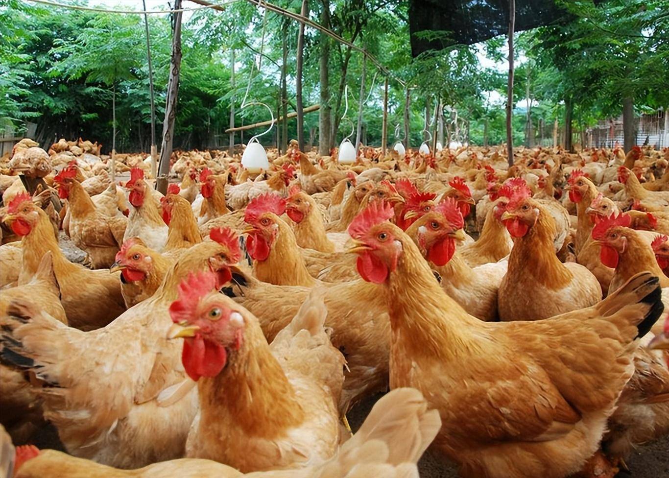 肉鸡养殖技术:年前出栏的肉鸡如何有效增肥?_肠道_后期_饲料