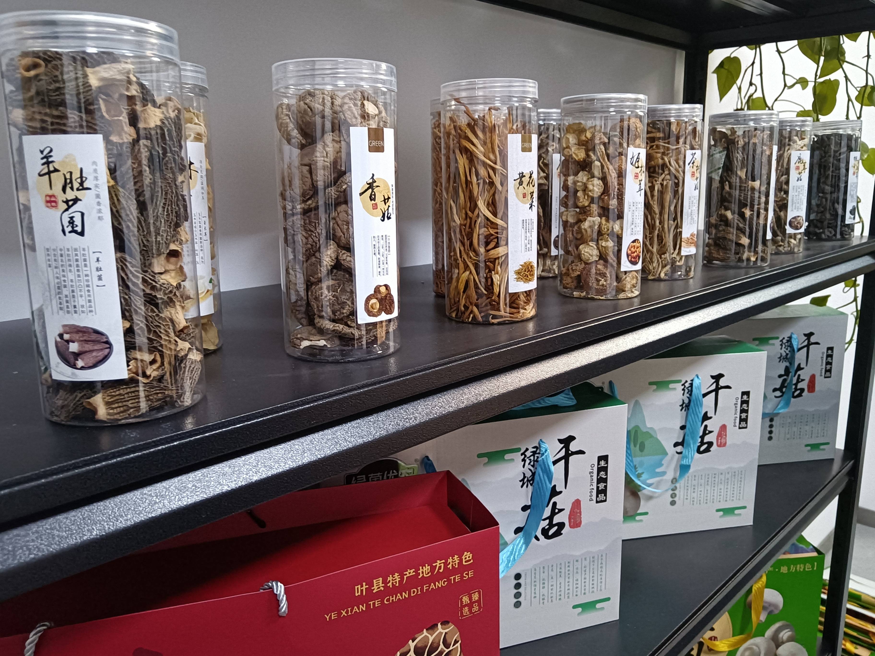 叶县绿城现代农业种植有限公司:双孢菇撑起乡村振兴路