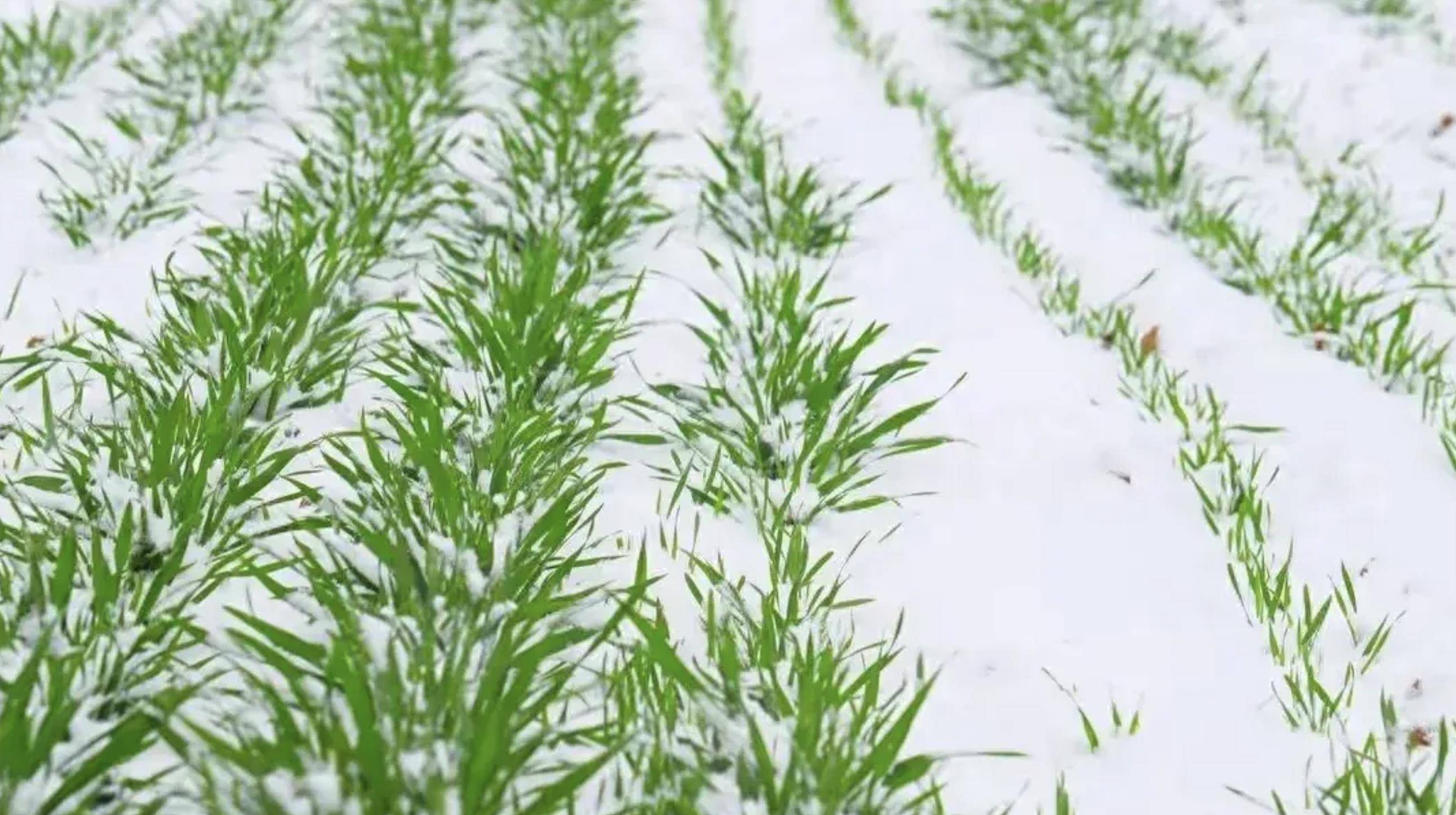 给麦田除雪,还要盖大棚,避免小麦冻伤?伪科学何时休?