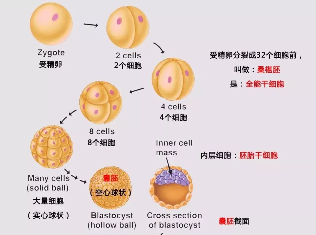 试管移植反复失败有这5方面原因