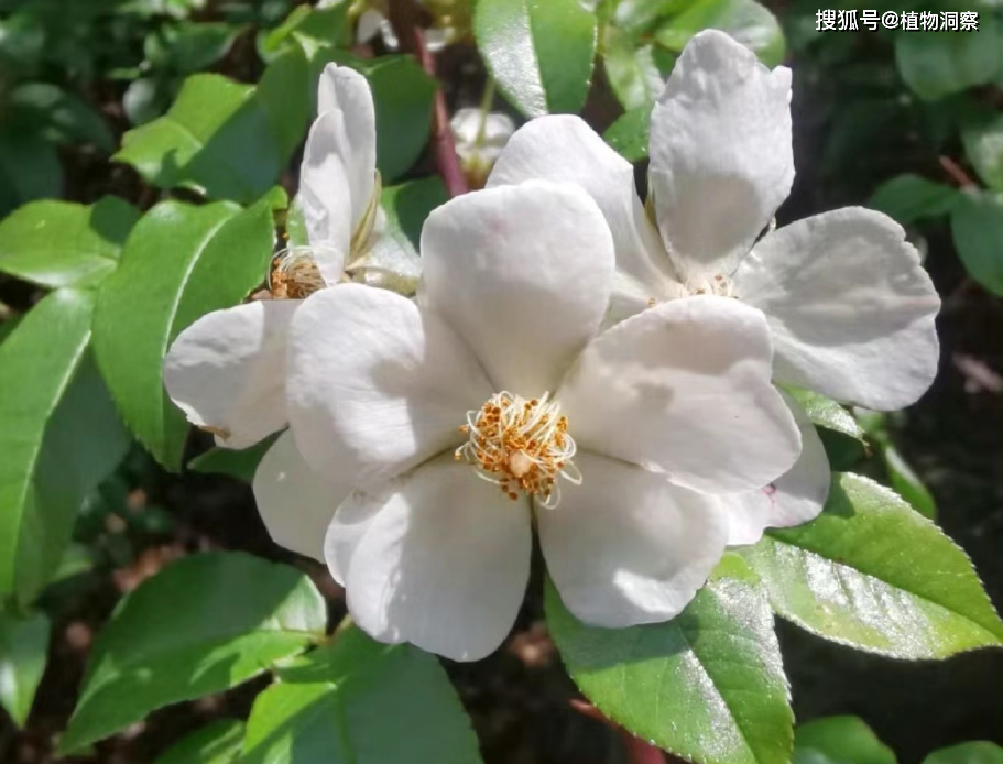 山木香树图片野生果实图片