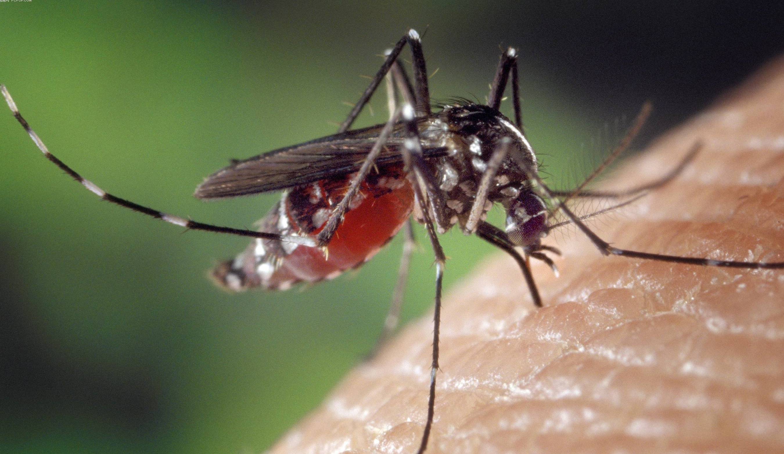 原来母蚊子吸人血是为了孵蛋,公蚊子不吸血的