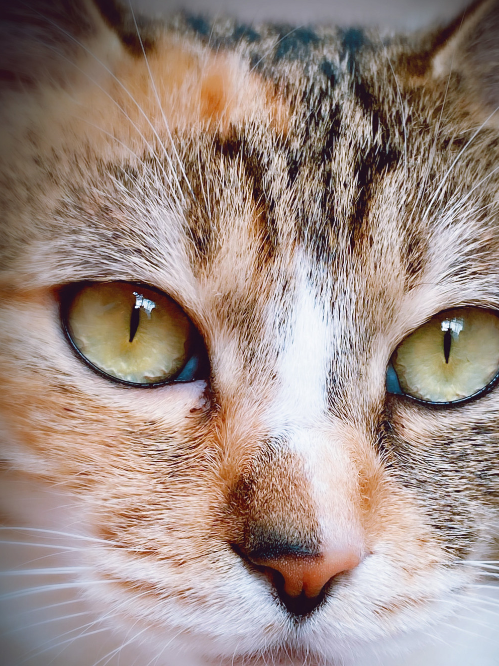 猫咪眼睛里的光芒