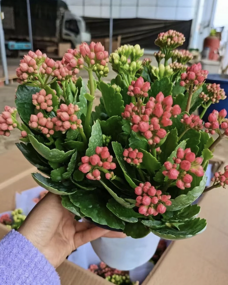 长寿花有4个"小喜好",顺着它,轻松开爆1000朵花,从此爱上它_修剪_花苞