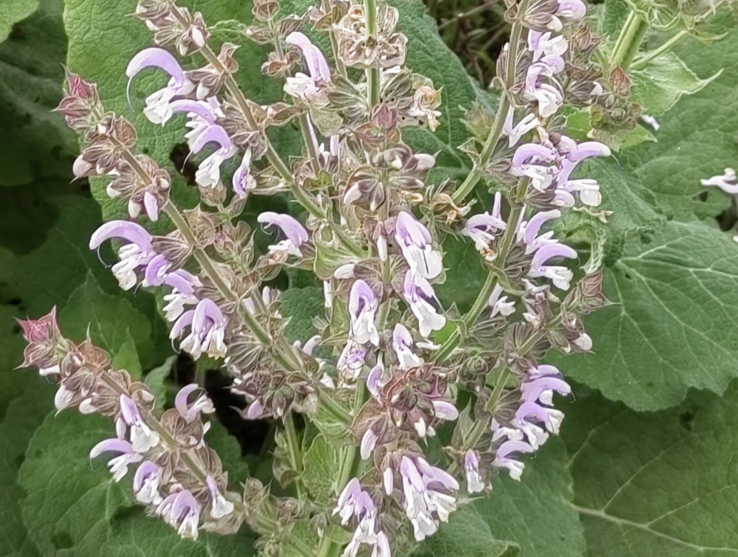 南欧丹参(学名:salvia sclarea l.)唇型科,鼠尾草属一年生草本植物.