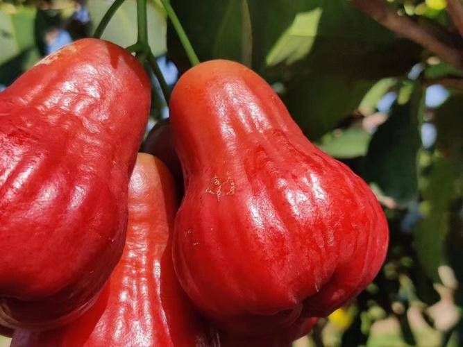 食用_水果_美味