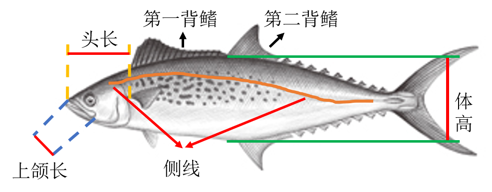 鲭鱼和鲅鱼的区别图片