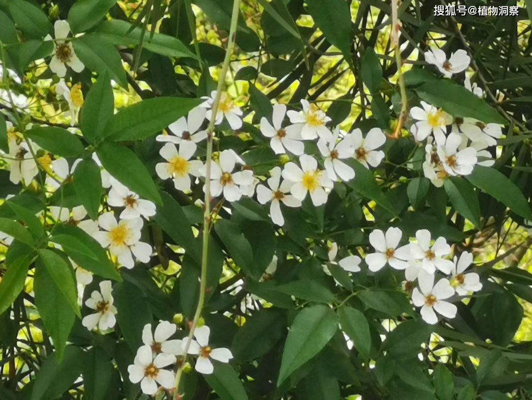 山木香树果实图片