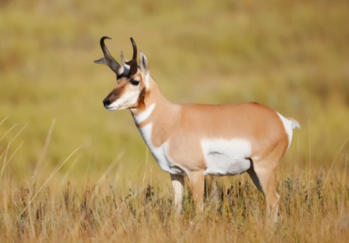 叉角羚在野外怎么活下去?它们有什么特点,怎样躲避的?