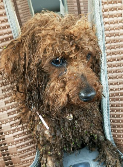 路边捡了一只流浪泰迪,又脏又臭,带回家洗澡造型后画风大变样!