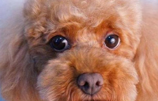 狗狗_眼睛_纯种