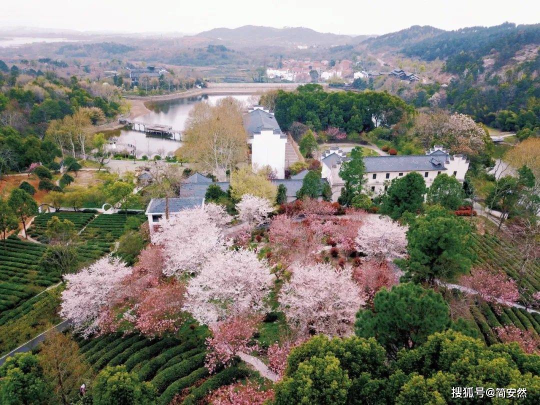 强县工程进行时,花乡茶谷门票大放价啦_茶园_游客_花园