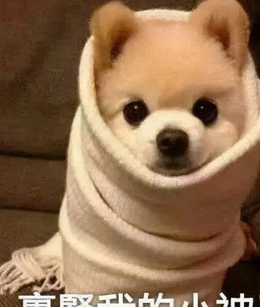 国人最爱养的十大狗狗,快来看看有没有你家毛孩子_中国_金毛_萨摩耶