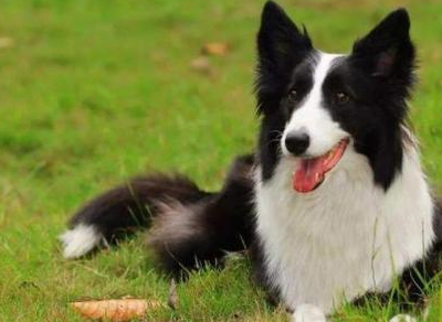 边牧_运动_事情